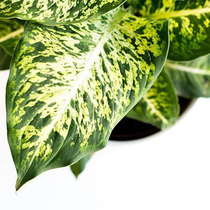 Dieffenbachia (Dumb Cane Plant)