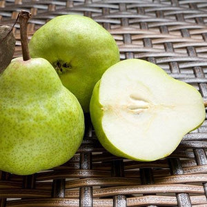 D'Anjou Pear Tree