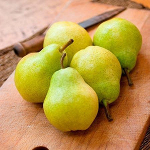 D'Anjou Pear Tree