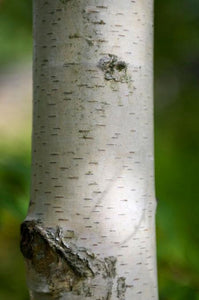 Dakota Pinnacle Birch Tree