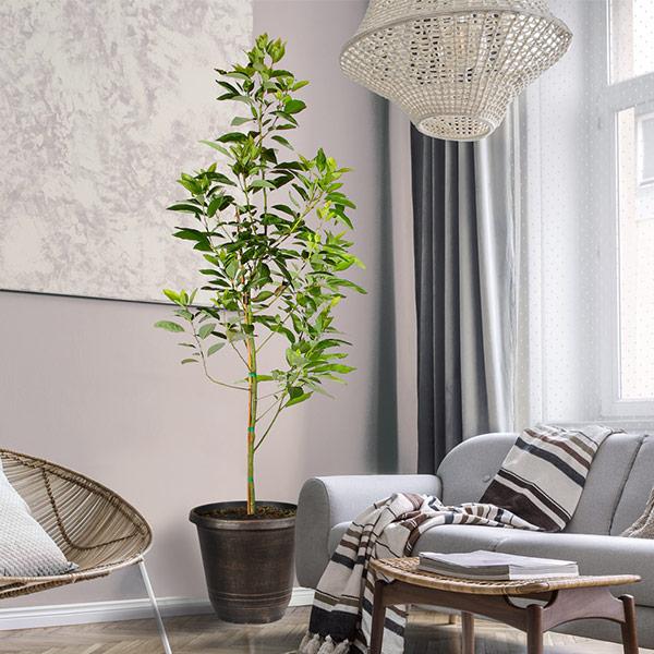 avocado indoor plant Condo™ Avocado Tree