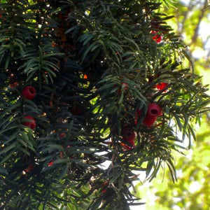 Dense Spreading Yew