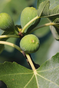Desert King Fig Tree