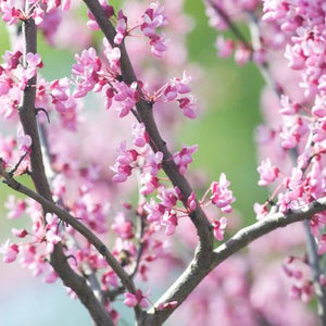 Eastern Redbud Tree