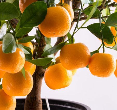 EasyPeel Clementine Tree
