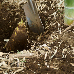 Edible Bamboo Plant
