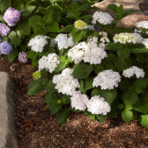 Blushing Bride® Hydrangea Shrub