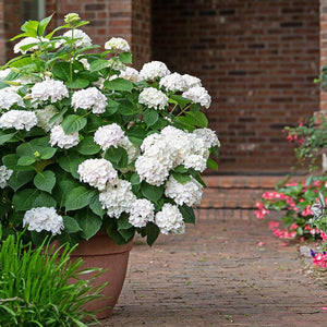 Blushing Bride® Hydrangea Shrub