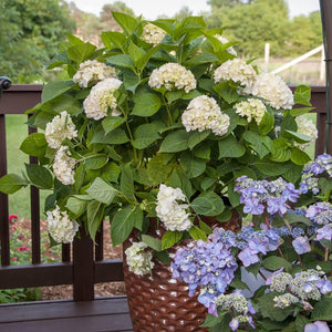 Blushing Bride® Hydrangea Shrub