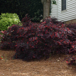 'Ever Red' Loropetalum