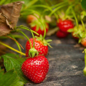 Everbearing Strawberry - USDA Organic