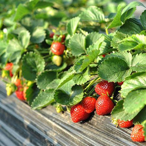 Everbearing Strawberry - USDA Organic
