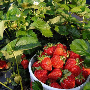 Everbearing Strawberry - USDA Organic