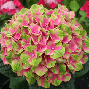 Everlasting® Amethyst Hydrangea Shrub