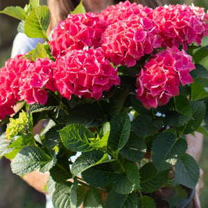 Everlasting® Crimson Ruby Hydrangea Shrub