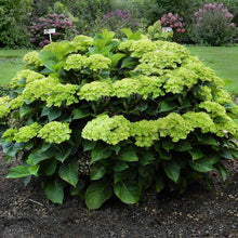 Load image into Gallery viewer, Everlasting® Green Cloud Emerald Hydrangea Shrub
