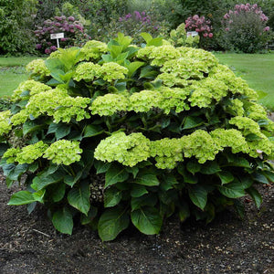 Everlasting® Green Cloud Emerald Hydrangea Shrub