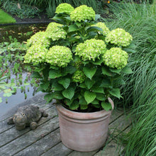 Load image into Gallery viewer, Everlasting® Green Cloud Emerald Hydrangea Shrub
