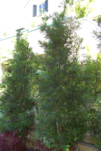 Fern Pine Columnar Tree