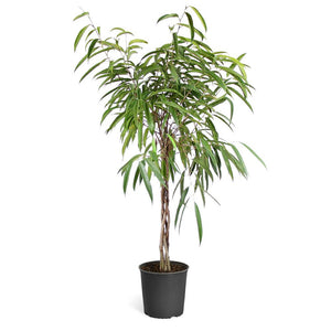 Ficus Alii Braid Plant