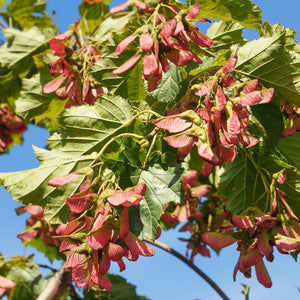 Flame Amur Maple