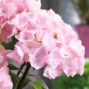 Flamingo Hydrangea