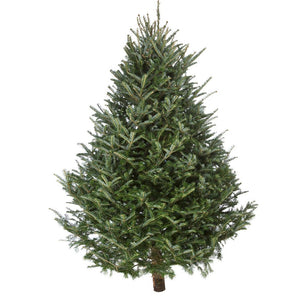 Fresh Cut Christmas Tree - N.C. Fraser Fir