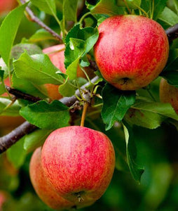 Fuji Apple Tree