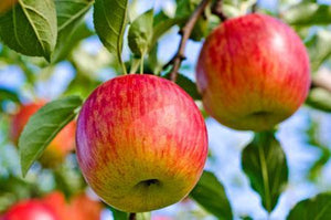 Fuji Apple Tree