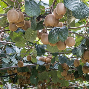 Fuzzy Kiwi - USDA Organic