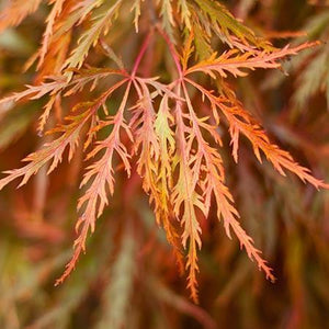 Germaine's Gyration Japanese Maple
