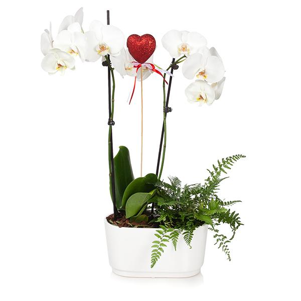 Outrageous Orchids Gift Shop
