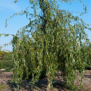 'Golden Curls' Corkscrew Willow