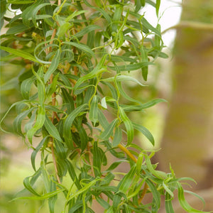 'Golden Curls' Corkscrew Willow