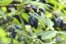 Load image into Gallery viewer, Honeyberry - Blue Moon™
