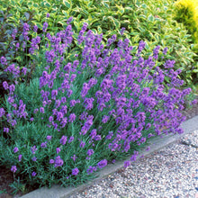 Load image into Gallery viewer, Hidcote Purple Lavender Plant
