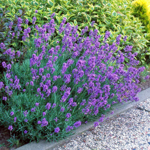 Hidcote Purple Lavender Plant