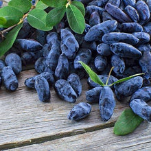 Load image into Gallery viewer, Honeyberry - Blue Moon™
