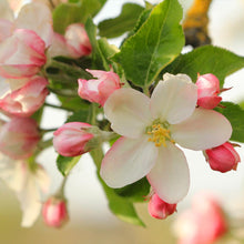 Load image into Gallery viewer, Honeycrisp™ Apple Tree
