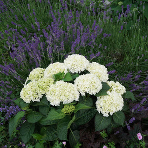 Everlasting® Bride White Hydrangea Shrub