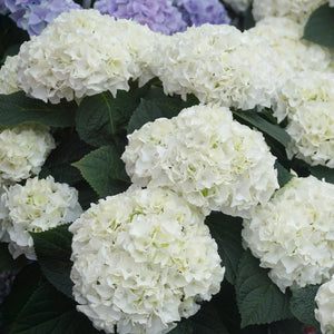 Everlasting® Bride White Hydrangea Shrub