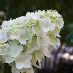 Fire Light® Hydrangea Shrub
