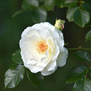 Iceberg Rose Tree