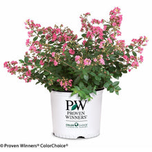 Load image into Gallery viewer, Infinitini® Brite Pink Crape Myrtle Shrub

