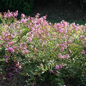 Infinitini® Orchid Crape Myrtle Shrub