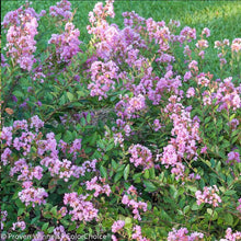 Load image into Gallery viewer, Infinitini® Orchid Crape Myrtle Shrub
