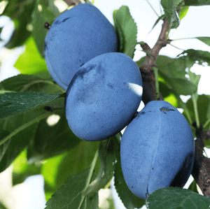 2-in-1 Plum Surprise Tree