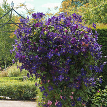 Load image into Gallery viewer, Jackmanii Clematis Vine
