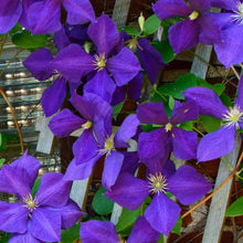 Load image into Gallery viewer, Jackmanii Clematis Vine
