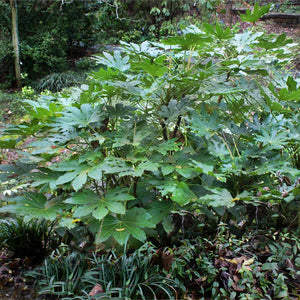 Japanese Aralia Plant
